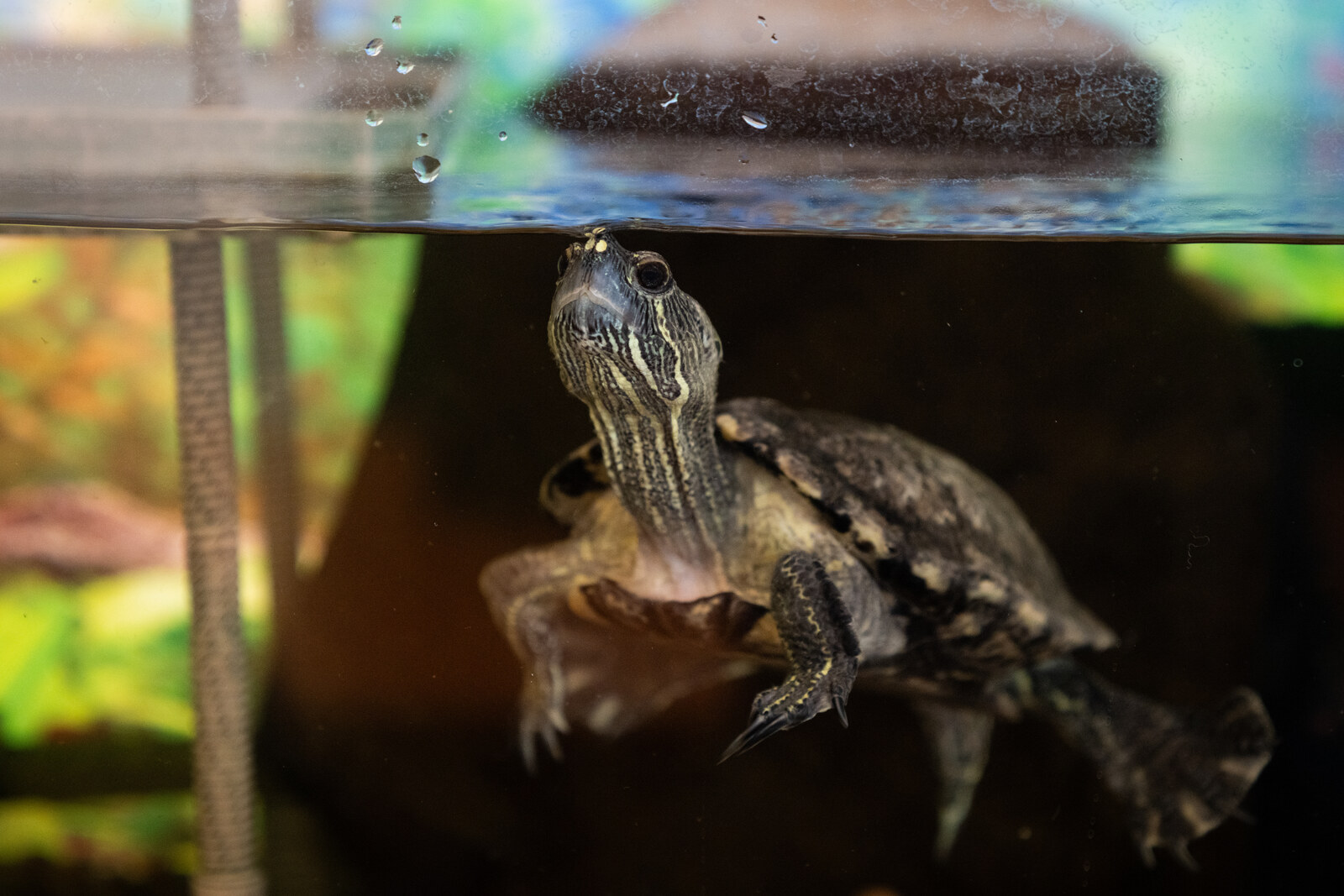 Bay and Basin team member holding a turtle